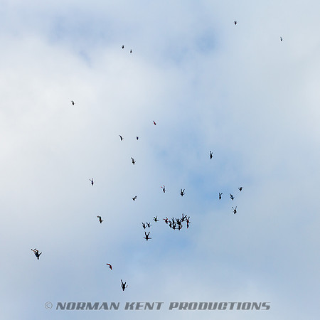 Freefly Sequential Record 2014-1300