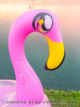 NKP-Flamingo Fest 2026-IMG_3181