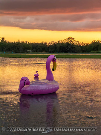 NKP-Flamingo Fest 2026-IMG_3193
