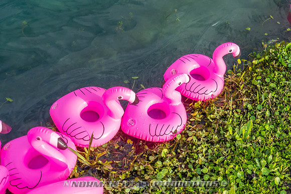 NKP-Flamingo Fest 2026-NKP09330