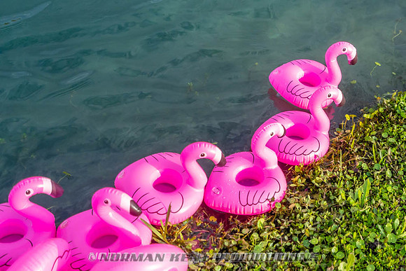 NKP-Flamingo Fest 2026-NKP09326