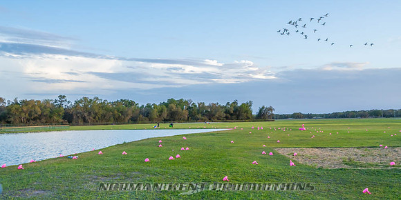 NKP-Flamingo Fest 2026-NKP09556
