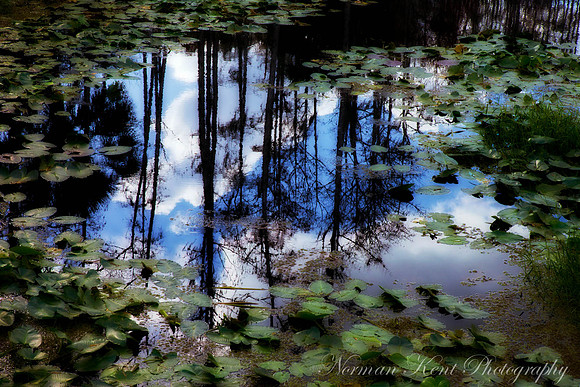 NKP-Nature-NKP-Nature 2011-9903