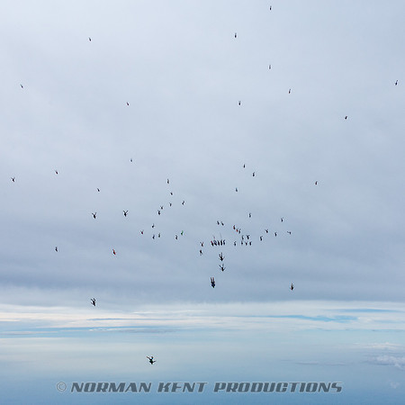 NKP-Summerfest 2015-5147