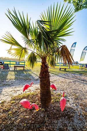NKP-Flamingo Fest 2025-NKP06101