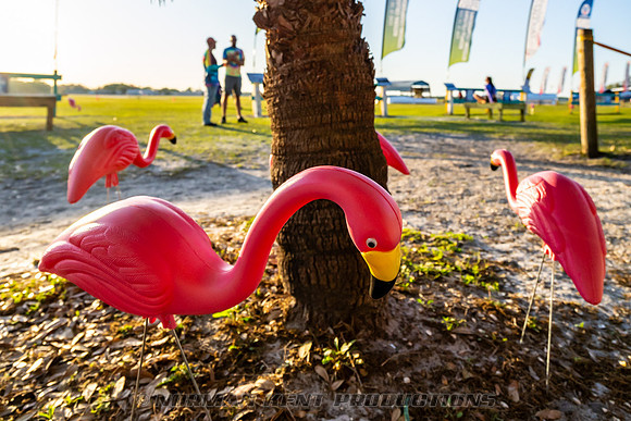 NKP-Flamingo Fest 2025-NKP06103-2