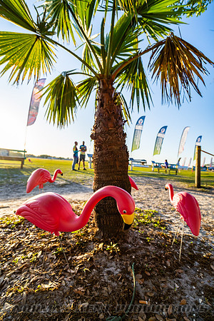 NKP-Flamingo Fest 2025-NKP06103