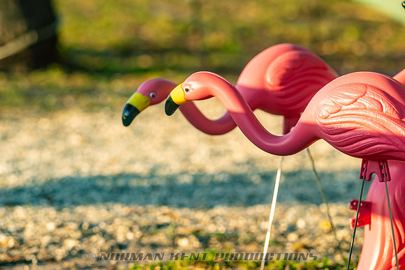 NKP-Flamingo Fest 2025-NKP00588