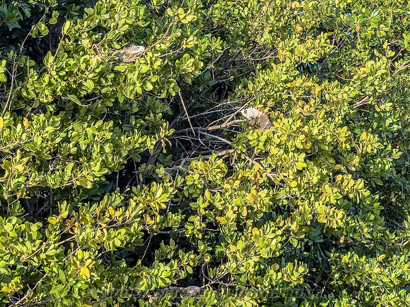 NKP-St Croix Boogie 2025-IMG_0507