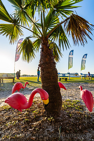 NKP-Flamingo Fest 2025-NKP06102